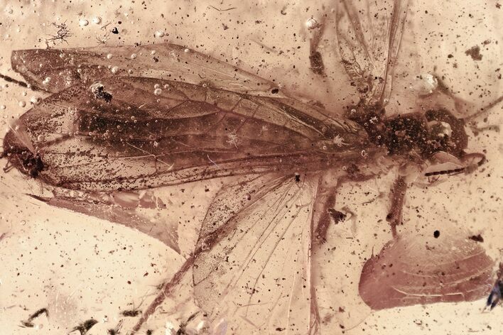 Large, Detailed Fossil Stonefly (Plecoptera) In Baltic Amber #307221